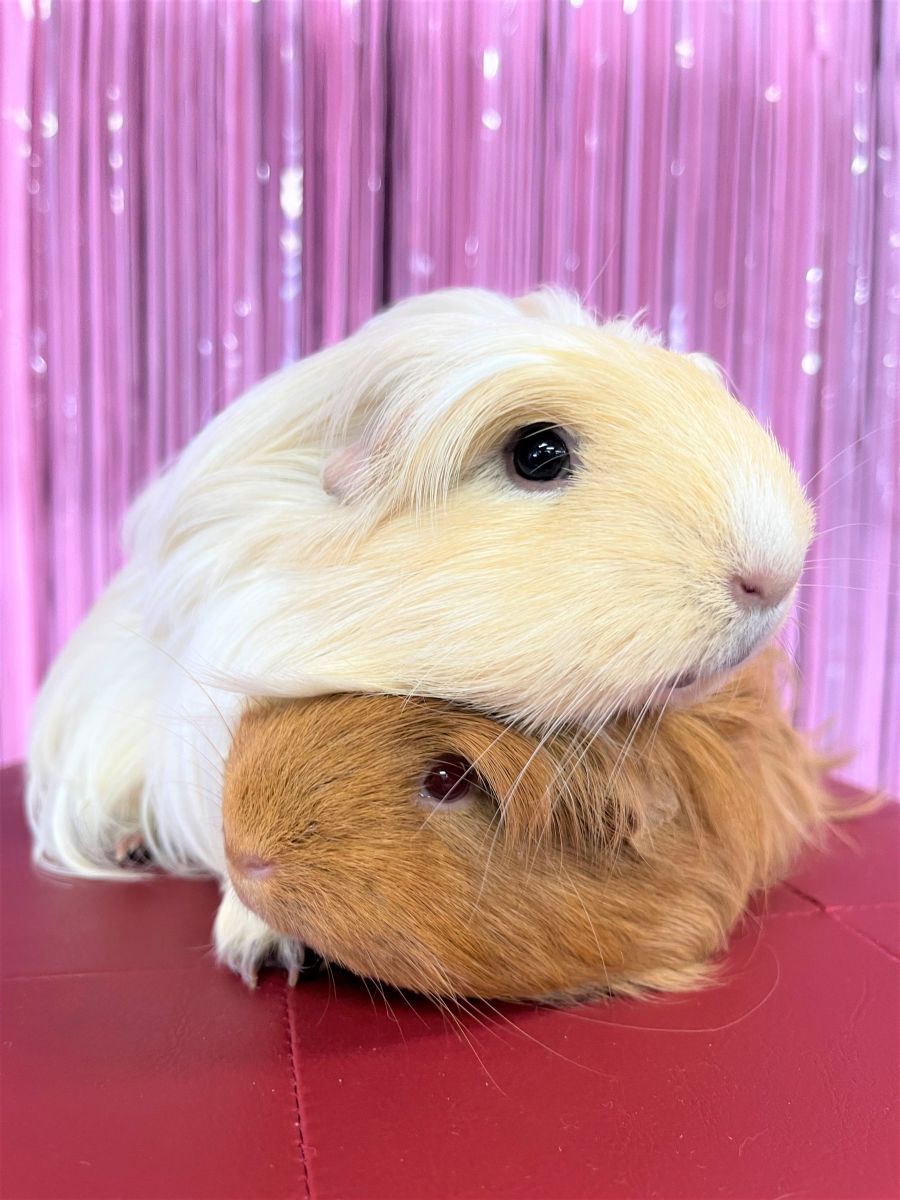 pair of guinea pigs cuddling