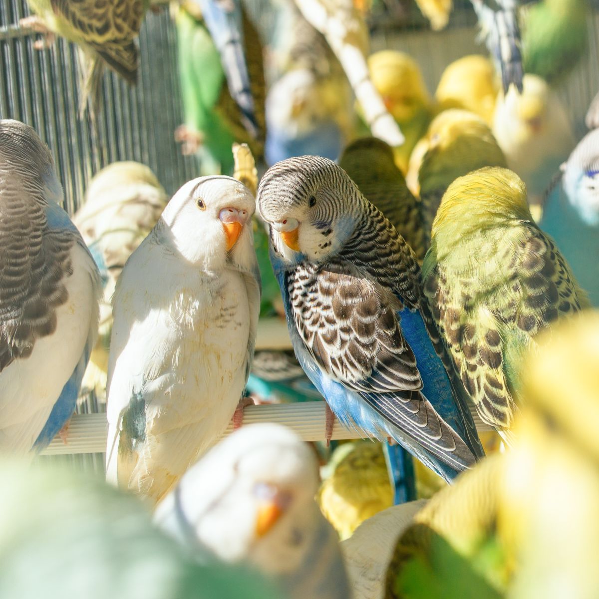 Hand Raised Budgies For Sale