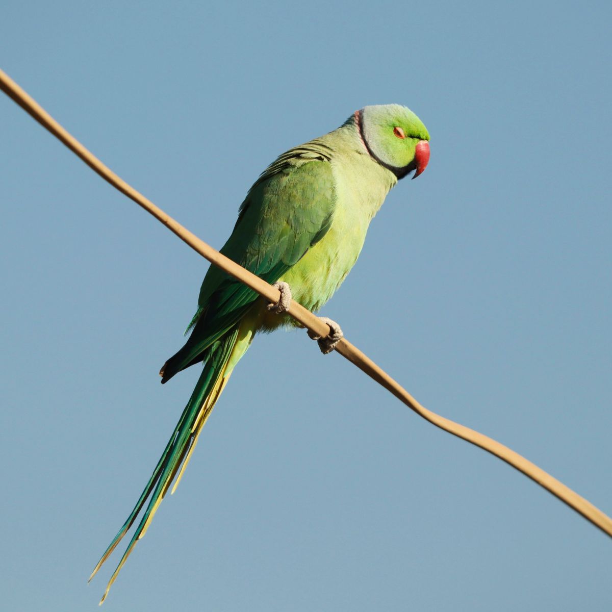 Indian ringneck birds for sale