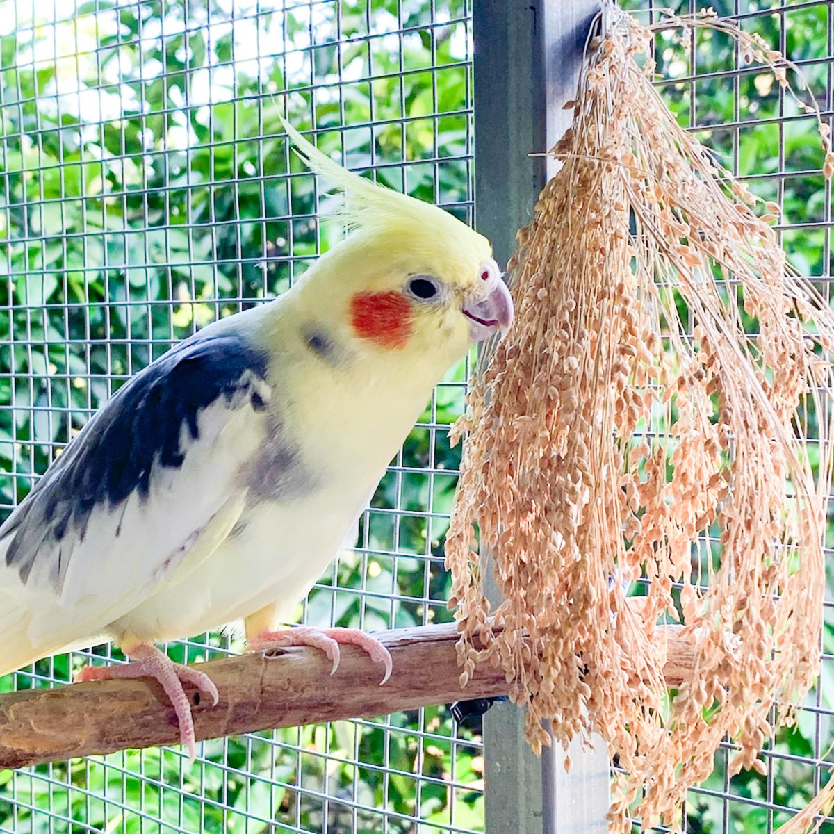 Cockatiels for sale