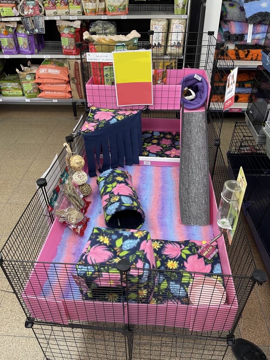 guinea pig enclosure setup