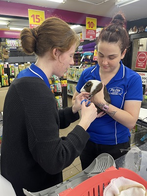 guinea pig getting a nail trim