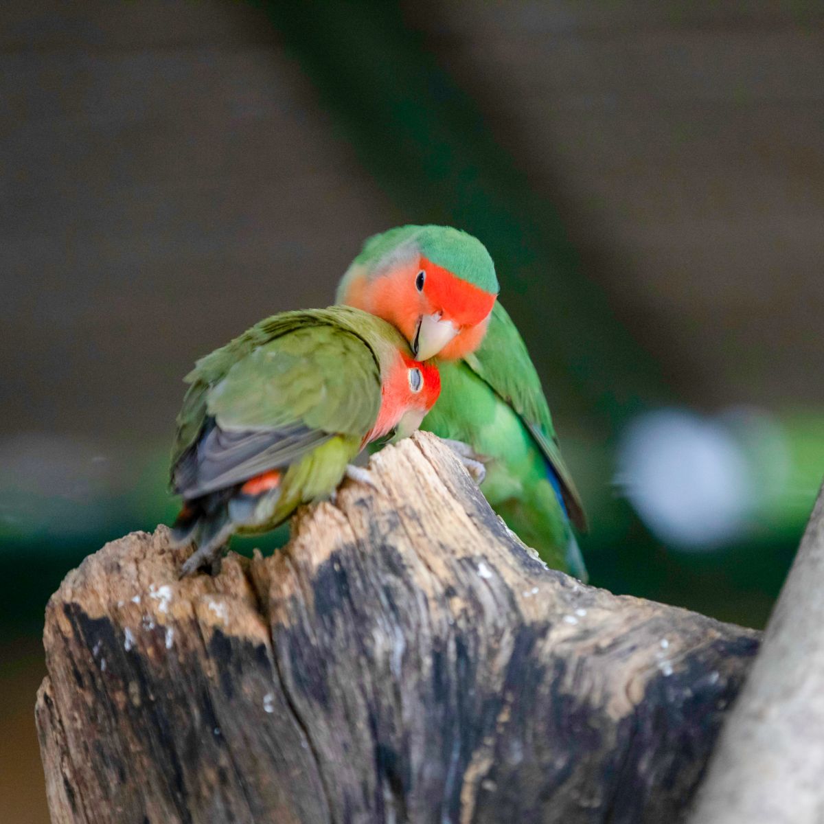 Lovebirds for sale