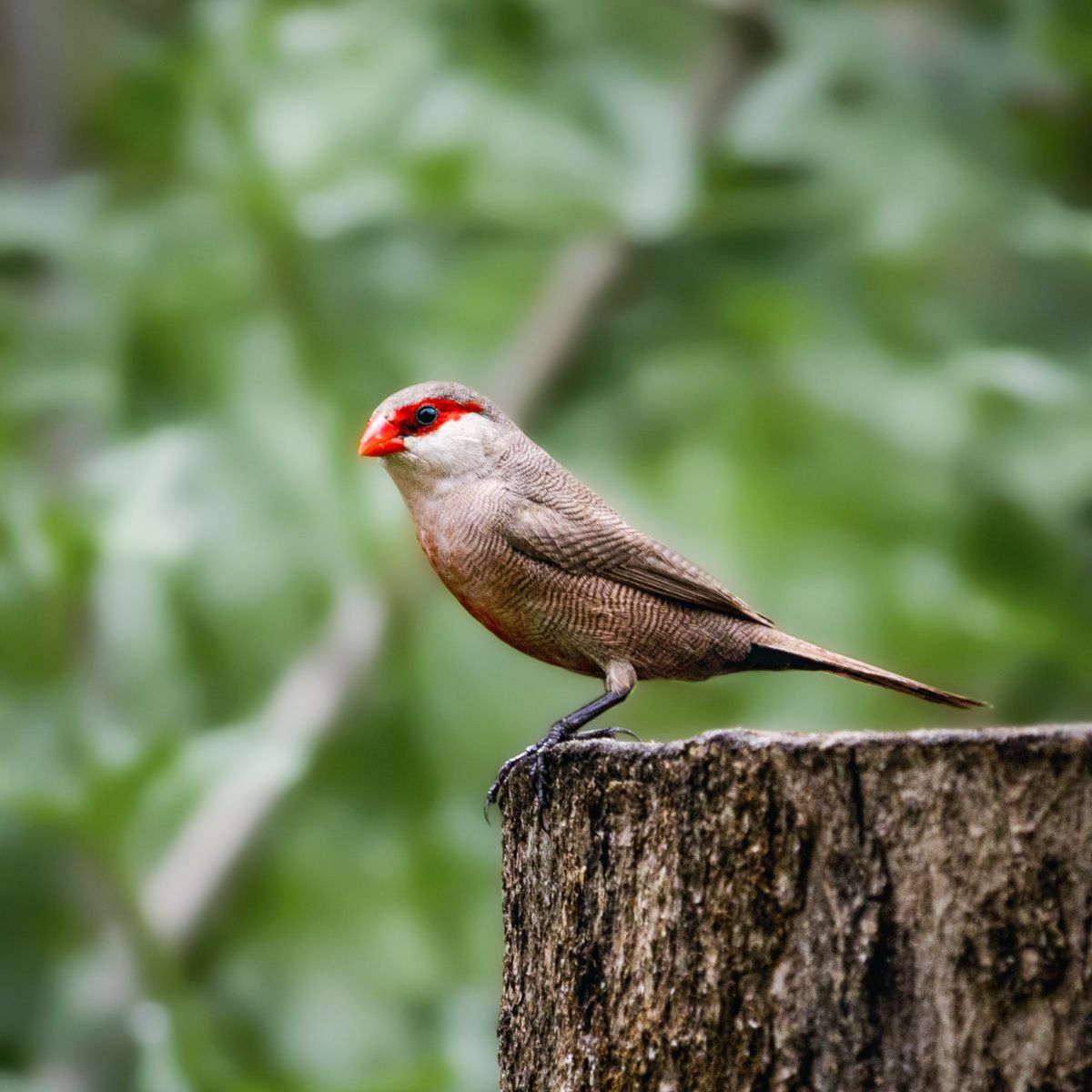 Finches for sale