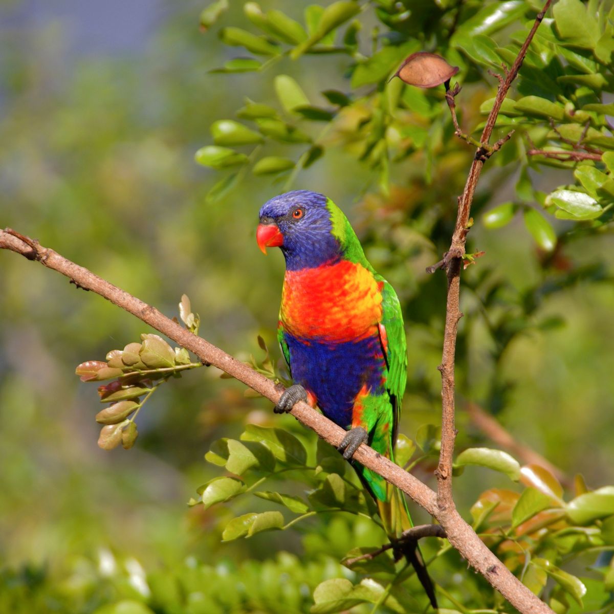 Lorikeets