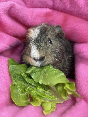 guinea pig munching on vegetables