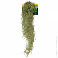 Reptile One Hanging Spanish Moss Plant Small