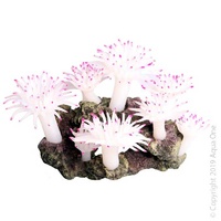 Copi Coral Tube Anemone Large