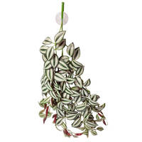 Reptile One Hanging Tradescantia Plant