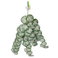 Reptile One Hanging Brunnera Plant