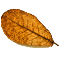 Indian Almond Leaf